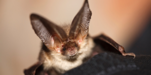 Removing Bats from your house - Baribault Fuel